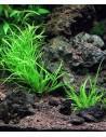 Juncus repens  - 2