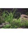 Sagittaria subulata 'Teres'  - 3