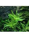 Heteranthera zosterifolia  - 3