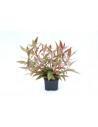 Alternanthera reineckii 'pink' XL  - 1