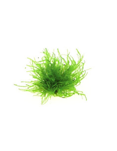 Vesicularia spec. 'Triangle Moss'  - 1