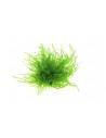 Vesicularia spec. 'Triangle Moss'  - 1