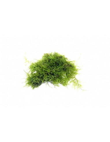 Vesicularia spec. 'Triangle Moss'  - 2