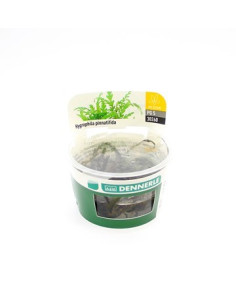 Hygrophila pinnatifida - In vitro  - 2