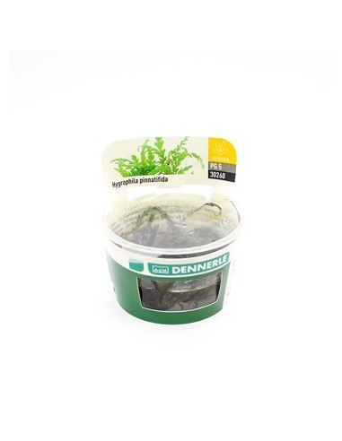 Hygrophila pinnatifida - In vitro  - 2