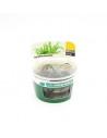Hygrophila pinnatifida - In vitro  - 2