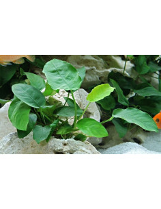 Anubias barteri var. nana  - 3