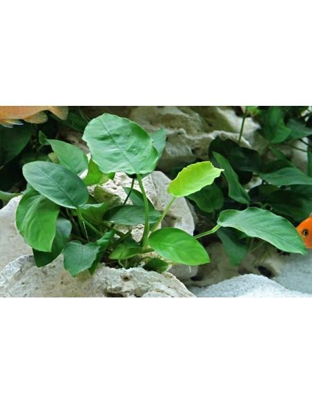 Anubias barteri var. nana  - 3