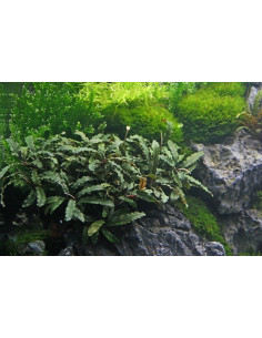 Bucephalandra pygmaea ´Bukit Kelam´ Dennerle - 2
