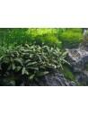 Bucephalandra pygmaea ´Bukit Kelam´ Dennerle - 2