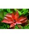 Ludwigia repens Rubin  - 3