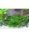 Riccardia Chamedryfolia - Coral Moss invitro Tropica - 2