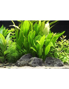 Echinodorus grisebachii 'Bleherae' XL  - 1