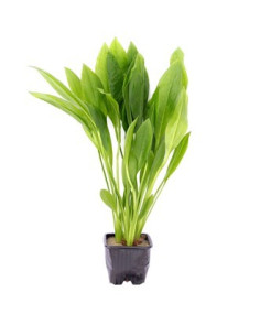 Echinodorus grisebachii 'Bleherae' XL  - 2