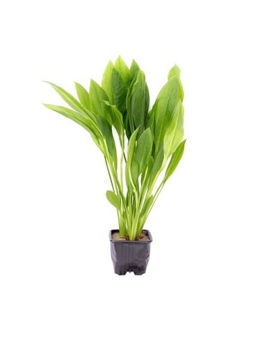 Echinodorus grisebachii 'Bleherae' XL  - 2