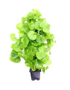 Hydrocotyle leucocephala XL  - 1
