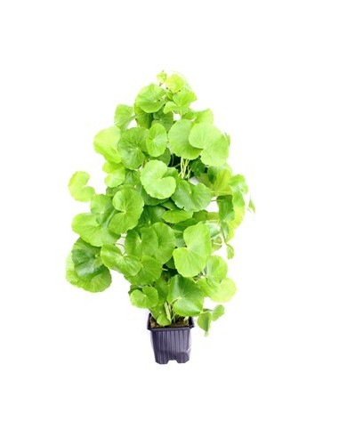 Hydrocotyle leucocephala XL  - 1