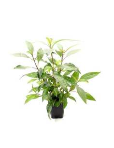 Hygrophila corymbosa 'Stricta' XL  - 1