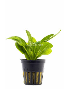 Echinodorus palifolius - XL  - 1