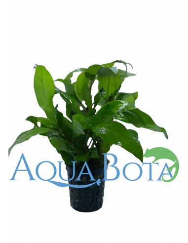 Hygrophila corymbosa 'Siamensis' - XL  - 1