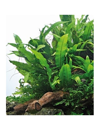 Microsorum pteropus - XL  - 2