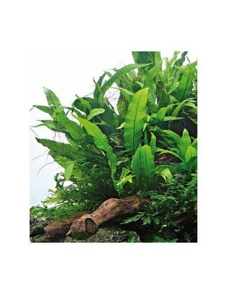 Microsorum pteropus - XL  - 2