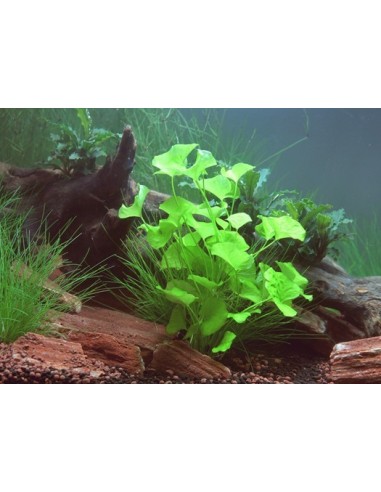 copy of Nymphoides sp. 'Taiwan'  - 1