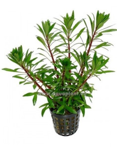 Ludwigia sp white  - 1