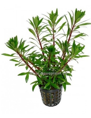 Ludwigia sp white  - 1