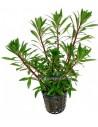 Ludwigia sp white  - 1