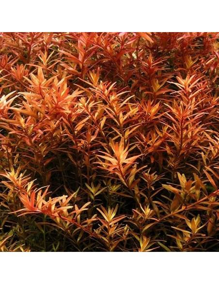 Rotala colorata  - 1