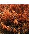 Rotala colorata  - 1