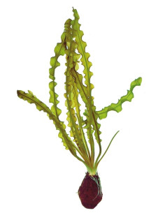 Aponogeton capuroni  - 1