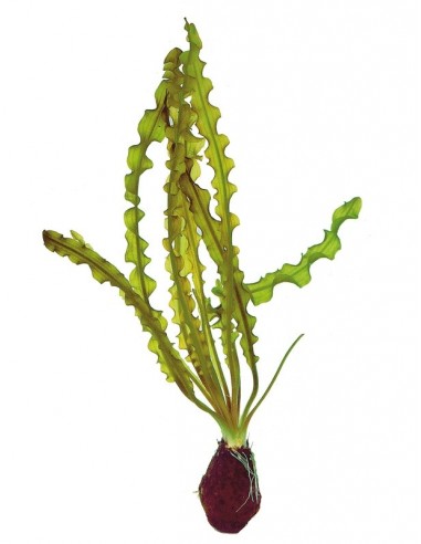 Aponogeton capuroni  - 1