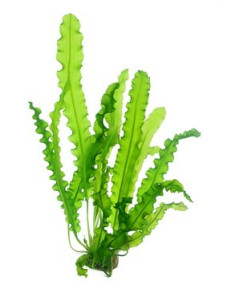 Aponogeton longiplumulosus  - 1
