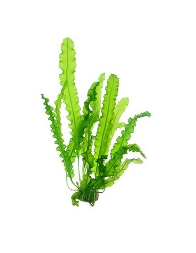 Aponogeton longiplumulosus  - 1