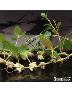 Ludwigia helminthorrhiza  - 1