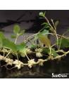 Ludwigia helminthorrhiza  - 1