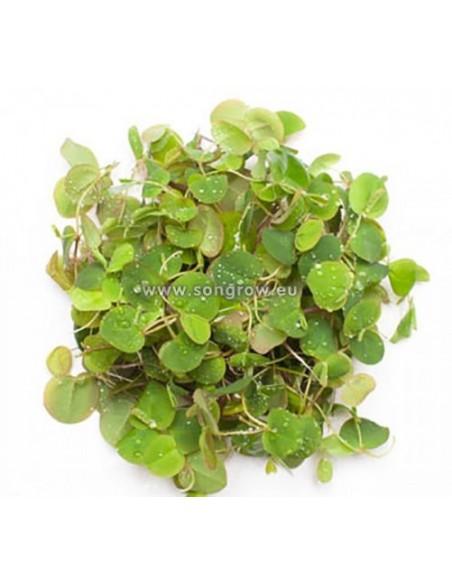 Phyllanthus fluitans  - 1