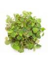 Phyllanthus fluitans  - 1