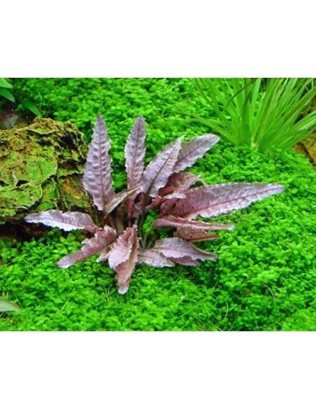 Cryptocoryne wendtii Flamingo  - 1