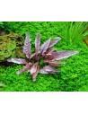 Cryptocoryne wendtii Flamingo  - 1