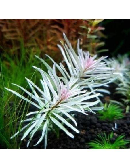 Ludwigia sp white  - 2