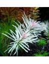 Ludwigia sp white  - 2