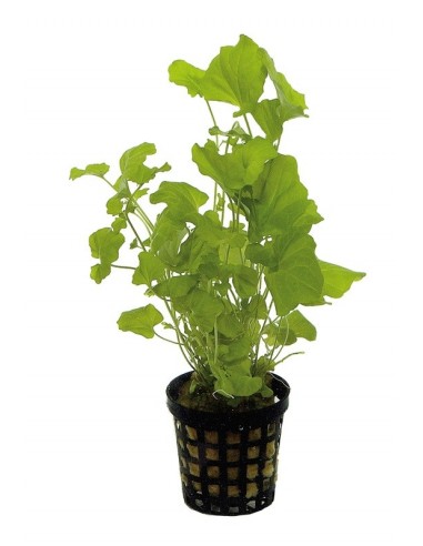 Cardamine Lyrata  - 1