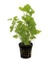 Cardamine Lyrata  - 1