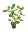 Limnophila rugosa  - 1