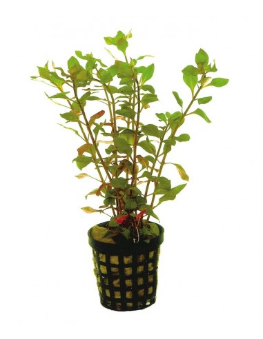 Ludwigia palustris Rouge  - 1