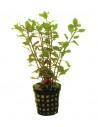 Ludwigia palustris Rouge  - 1