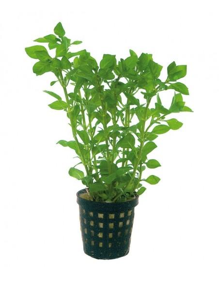 Ludwigia palustris Groen  - 1